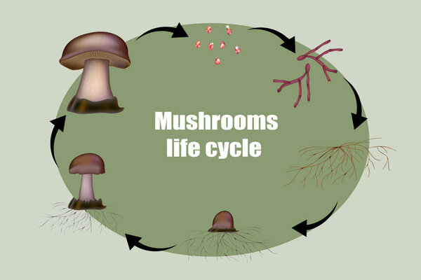 Diagram mushroom anatomy life cycle stages