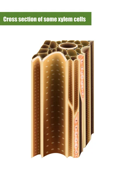 Sezione Trasversale Alcune Cellule Xilemiche Xylem Tipo Tessuto Trasporto Nelle — Vettoriale Stock