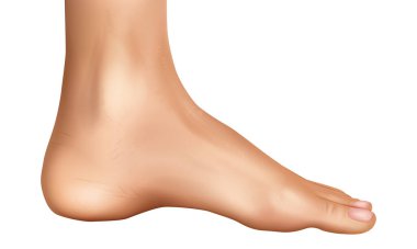 Gerçekçi insan ayağı bakış açısı çizimi. İnsan ayağının detaylı anatomisi beyaz arka planda izole edilmiş. İnsan ayak profilinin tıbbi gerçekçi çizimi