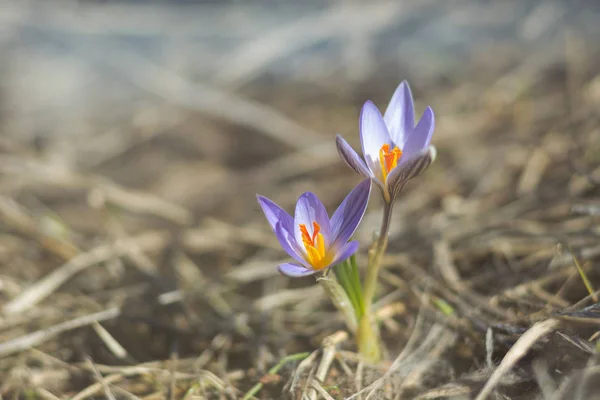 Primavera pequeña flor —  Fotos de Stock