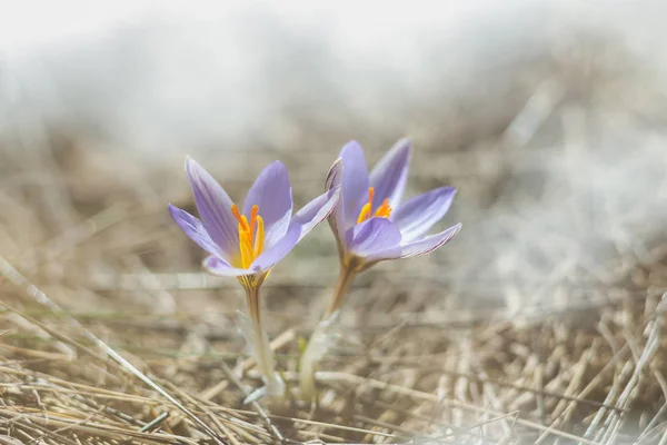 Primavera pequeña flor —  Fotos de Stock