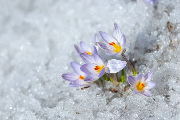 Primavera nieve flor —  Fotos de Stock