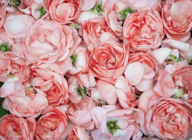 çay gül yaprakları. Gül yağı üretim. Rose ve Ros taşıyan petrol sanayi tarımı