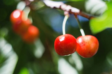 Organik tatlı kiraz kiraz ağacı yakın, güneşli gün olgunlaşma. doğal güneşli Mevsimlik arka plan. Makro fotoğrafçılık