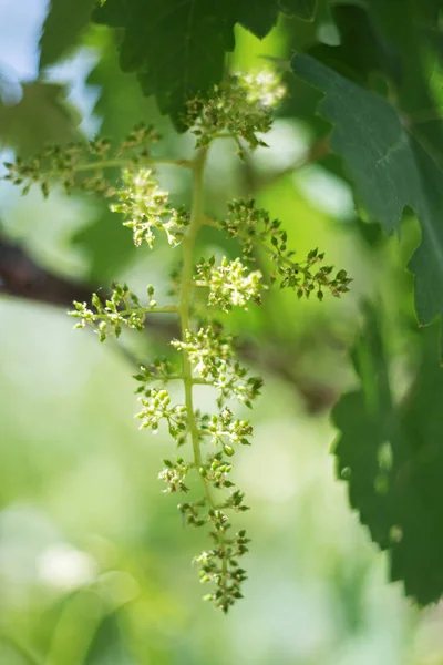 Wijnstok Met Baby Druiven Bloemen Bloei Van Wijnstok Met Kleine — Stockfoto