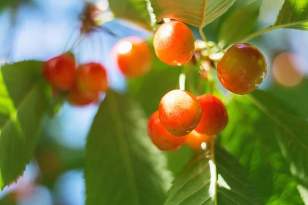 Organic Sweet Cherry Ripening Cherry Tree Close Sunny Day Natural — Stock Photo, Image