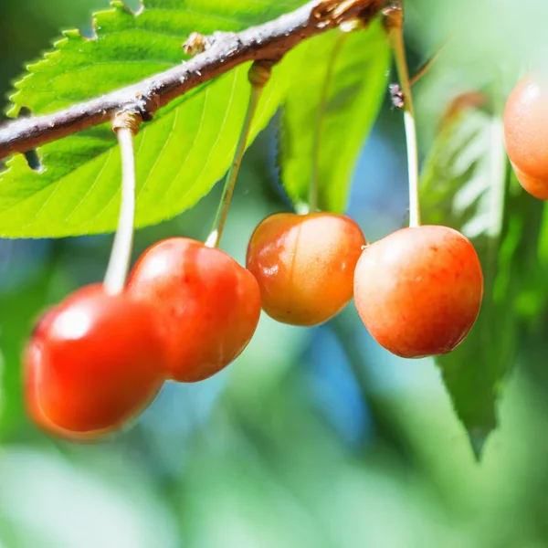 Organic Sweet Cherry Ripening Cherry Tree Close Sunny Day Natural — Stock Photo, Image