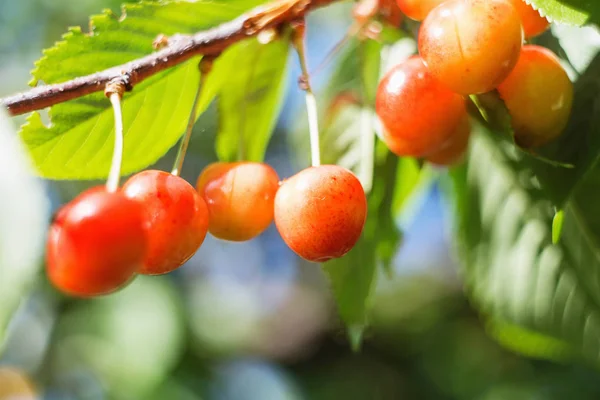 Organic Sweet Cherry Ripening Cherry Tree Close Sunny Day Natural — Stock Photo, Image