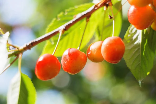 Organic Sweet Cherry Ripening Cherry Tree Close Sunny Day Natural — Stock Photo, Image