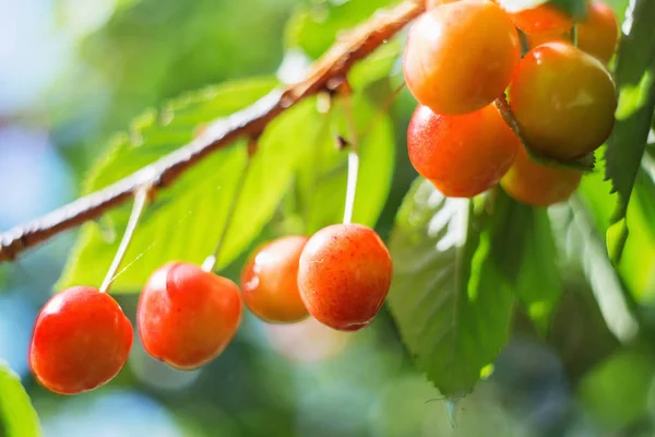 Organiczne Sweet Cherry Dojrzewania Wiśni Zamknij Się Słoneczny Dzień Naturalne — Zdjęcie stockowe