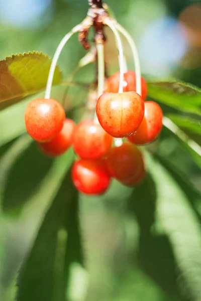 Organic Sweet Cherry Ripening Cherry Tree Close Sunny Day Natural — Stock Photo, Image