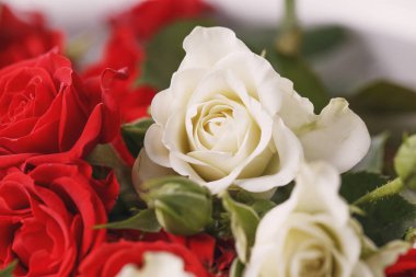 Buket taze kırmızı ve beyaz gül, çiçek parlak arka plan