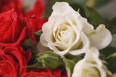 Buket taze kırmızı ve beyaz gül, çiçek parlak arka plan
