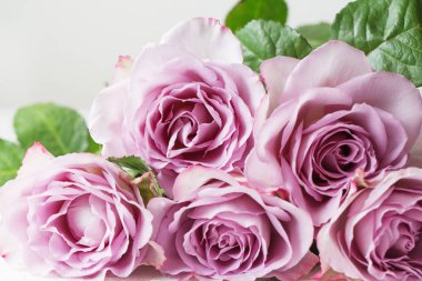 Mor gül çiçek arka plan doku. Makro fotoğrafçılık. Mutlu anneler günü. Sevgililer günü