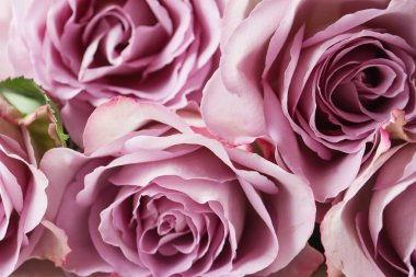 Mor gül çiçek arka plan doku. Makro fotoğrafçılık. Mutlu anneler günü. Sevgililer günü