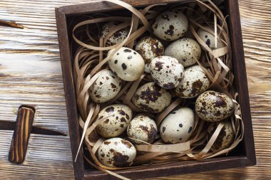 Bıldırcın yumurtası. Na üzerinde küçük bıldırcın yumurtaları ile Düz yatıyordu kompozisyon