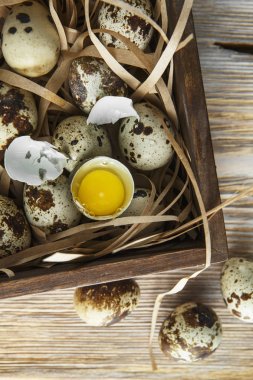 Bıldırcın yumurtası. Wo küçük bıldırcın yumurtası ile Düz yatıyordu kompozisyon