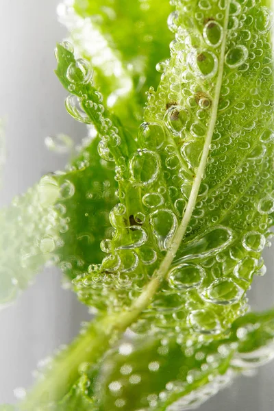 A peppermint leaf in soda water. mint leaf close-up in water.