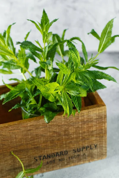 Green mint in crate on grey backfround.  Fresh mint close up in