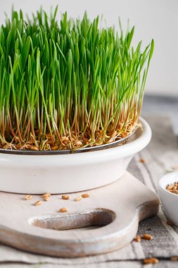 Sprouting Microgreens. Sprouting dish for green shoots. Seed Ger clipart
