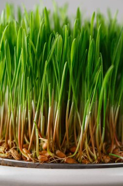 Filizlenen Microgreens. Yeşil sürgünler için filizlenen çanak. Tohum Ger