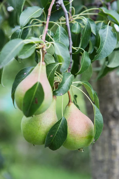 Ripening Pears Tree Garden Farm Organic Farming Ripe Sweet Pear — Stock Photo, Image