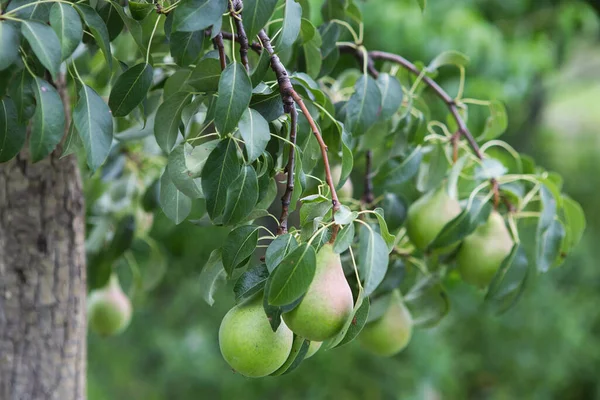 Ripening Pears Tree Garden Farm Organic Farming Ripe Sweet Pear — Stock Photo, Image