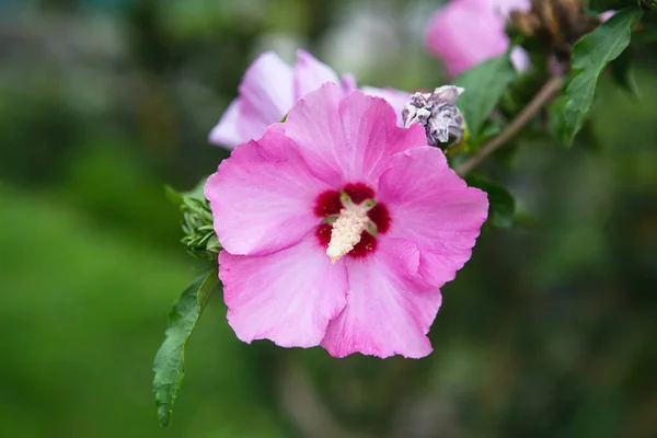 Kvetoucí Růžový Ibiškový Strom Jasně Růžový Květ Ibišku Hibiscus Rosa — Stock fotografie