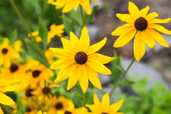 Fiori Gialli Rudbeckia Fiori Rudbeckia Fulgida Coneflower Arancione Coneflower Perenne — Foto Stock