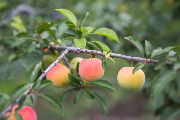 Ripening Plums Tree Garden Farm Organic Farming Ripe Sweet Plum — Stock Photo, Image