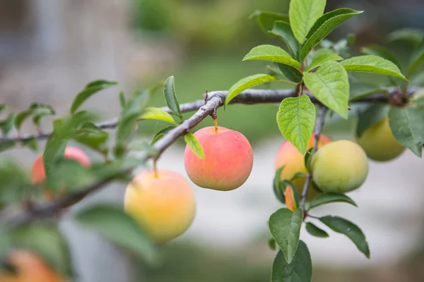 Ripening Plums Tree Garden Farm Organic Farming Ripe Sweet Plum — Stock Photo, Image