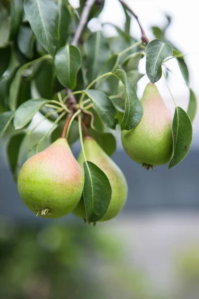 Ripening Pears Tree Garden Farm Organic Farming Ripe Sweet Pear — Stock Photo, Image