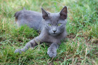 Rus mavi kedisi. Küçük gri yeşil gözlü bir kedi yavrusu yeşil çimlerin üzerinde oturuyor..