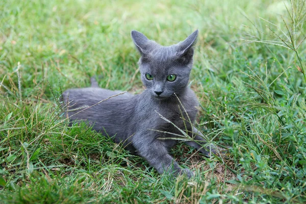 Gato Azul Russo Pequeno Cinza Verde Olhos Pedigree Gatinho Senta — Fotografia de Stock