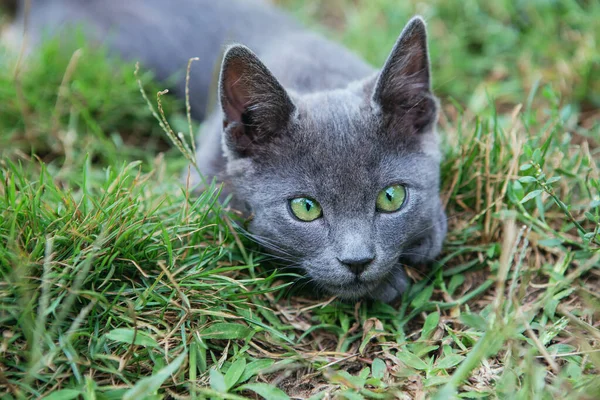俄罗斯蓝猫 一只灰色的小绿眼纯种猫咪坐在绿草上 — 图库照片