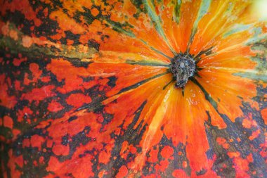 Yeşil ve turuncu balkabağı. Sebze kabuğu dokusu. Olgun kabak yakın plan fotoğrafı. Sonbahar sezonunun arka planında parlak turuncu bir balkabağı sapını gösteriyor. Kabak dokusu arkaplanını kapat