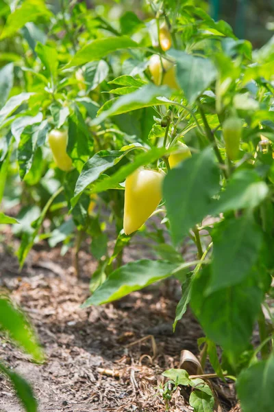 Gelbe Paprika Garten Paprika Gemüsegarten Bio Pfeffer Weit — Stockfoto