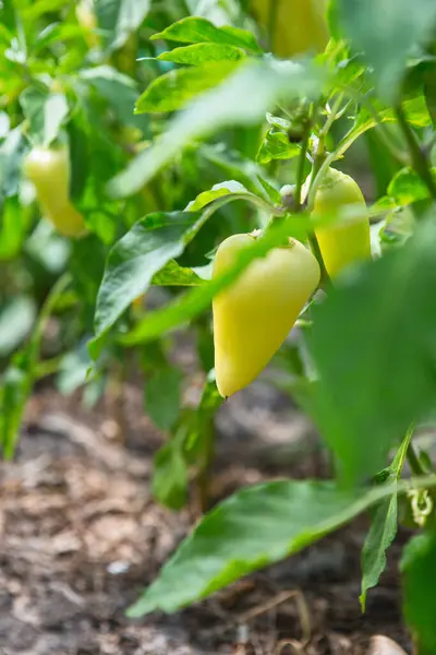 Gelbe Paprika Garten Paprika Gemüsegarten Bio Pfeffer Weit — Stockfoto