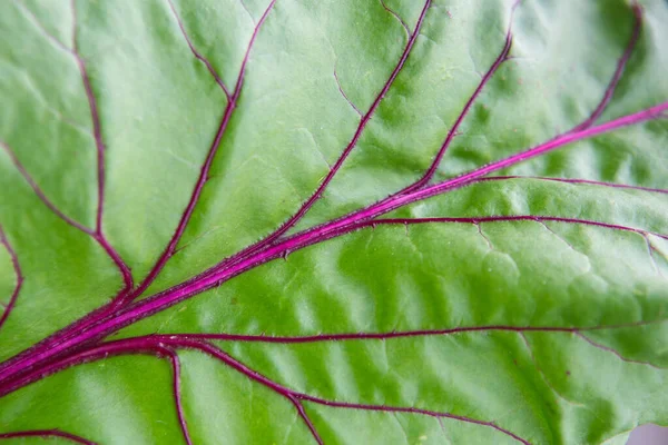 Macro shot of beetroot leaf background texture. Green leaf with purple veins close up. floral background