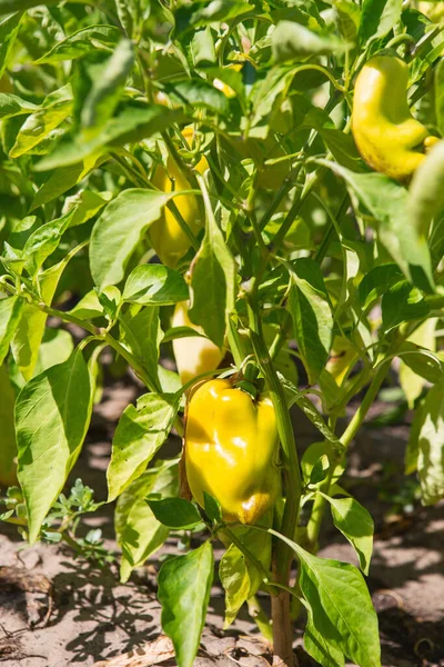 Gelbe Paprika Garten Paprika Gemüsegarten Bio Pfeffer Weit — Stockfoto