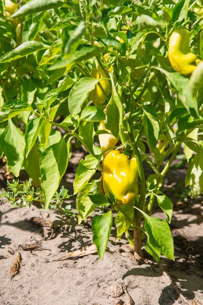 Yellow bell pepper in the garden. Sweet pepper in the vegetable garden. Organic pepper far