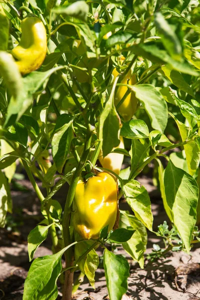 Gelbe Paprika Garten Paprika Gemüsegarten Bio Pfeffer Weit — Stockfoto