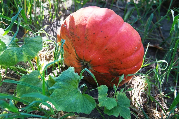 畑で成長している新鮮な熟したカボチャ 庭のカボチャの植物 ロイヤリティフリーのストック写真