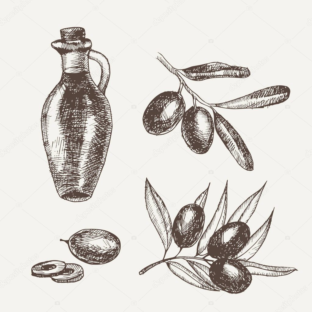 Hand drawn pencil olive set, branch and botle of olive oil. Handdrawn sketch of olives. Vector illustration. EPS 10.