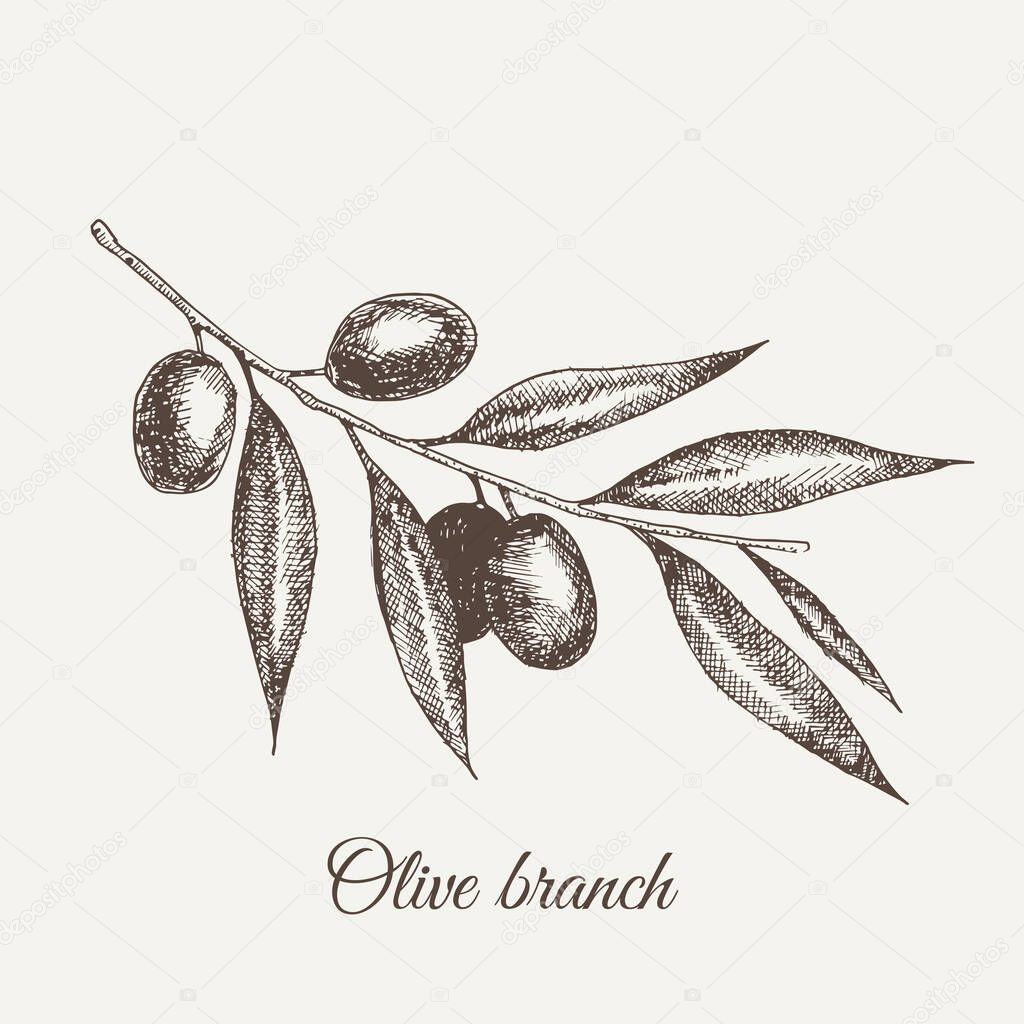 Vector hand drawn sketch of olive tree branch. Vector illustration. EPS 10.