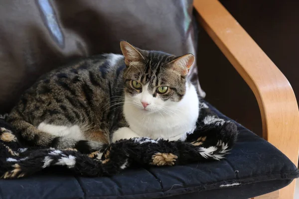 Sandalyede oturan sevimli kedi.