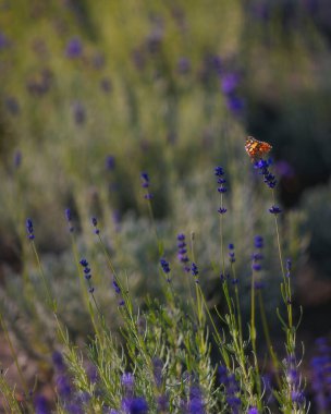 Lavanta çiçeğinin üzerindeki bir kelebeğin yakın çekimi. Alan derinliği böceğe odaklanırken bulanık lavanta arkaplanı güzel bir bokeh etkisi yaratır. Doğanın güzelliğinin ve uyumunun bir sembolü..