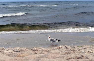 12 Temmuz 2018 - Ostrow, Polonya: Polonya Baltık Denizi yaz aylarında