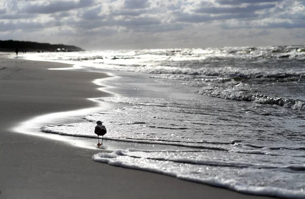 12 Temmuz 2018 - Ostrow, Polonya: Polonya Baltık Denizi yaz aylarında