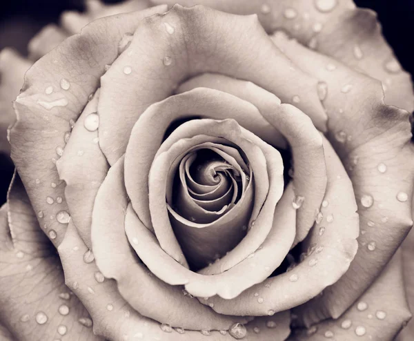Róża Pączek Kropli Wody Deszczu Bliska Efekt Sepii — Zdjęcie stockowe